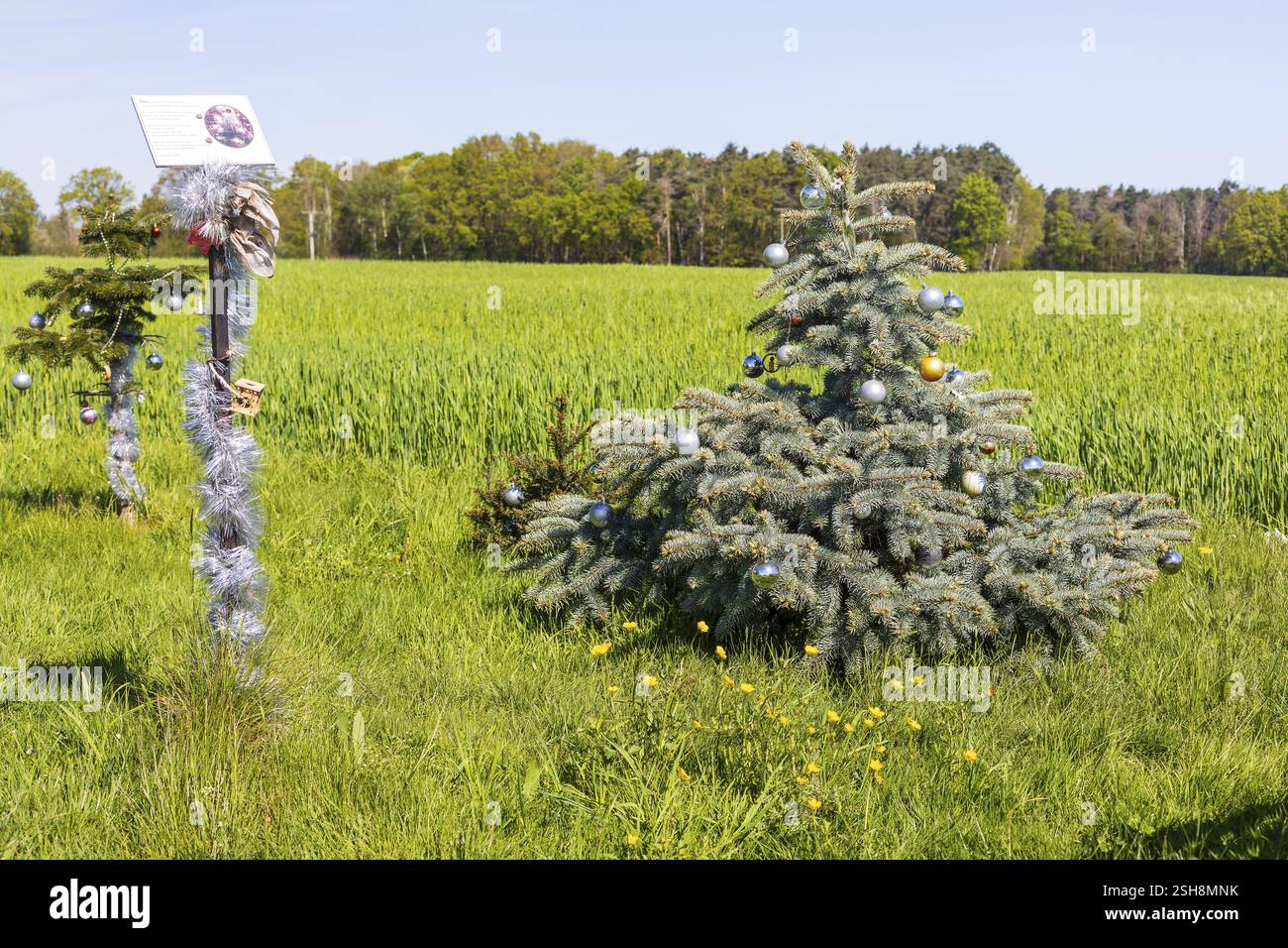 Conifère décoré de boules colorées et de guirlandes comme sapin de Noël au printemps près de Marsdorf, Dresde, Saxe, Allemagne, Europe Banque D'Images