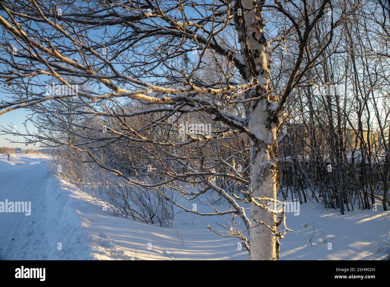Paysage hivernal à Kiruna, Laponie, nord de la Suède. Photographié en janvier. Banque D'Images