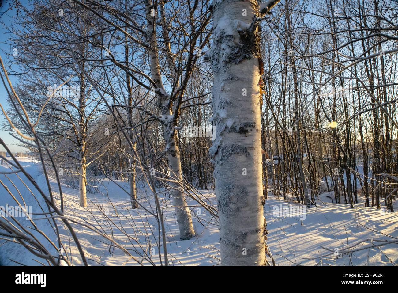 Paysage hivernal à Kiruna, Laponie, nord de la Suède. Photographié en janvier. Banque D'Images