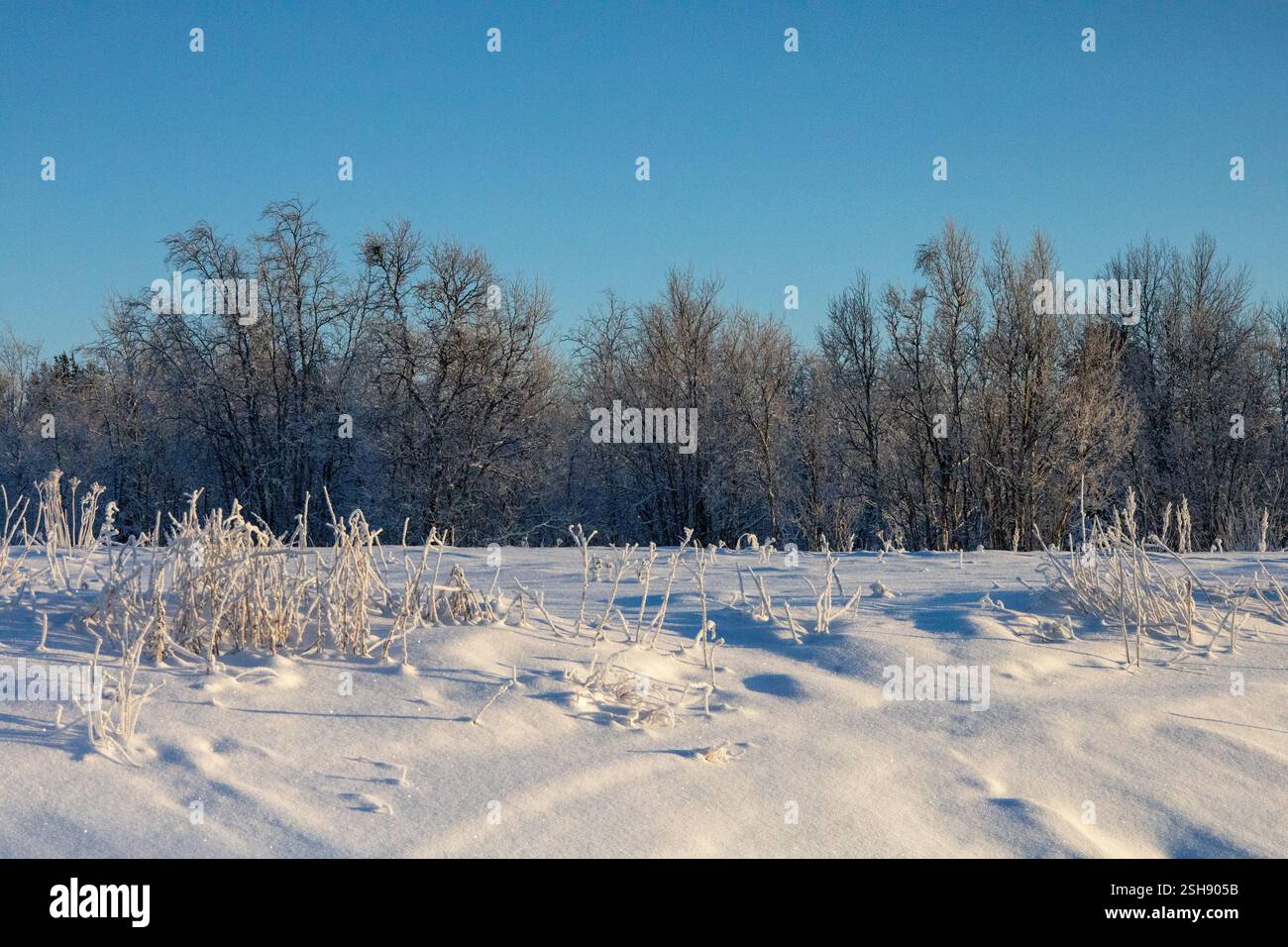 Paysage hivernal à Kiruna, Laponie, nord de la Suède. Photographié en janvier. Banque D'Images