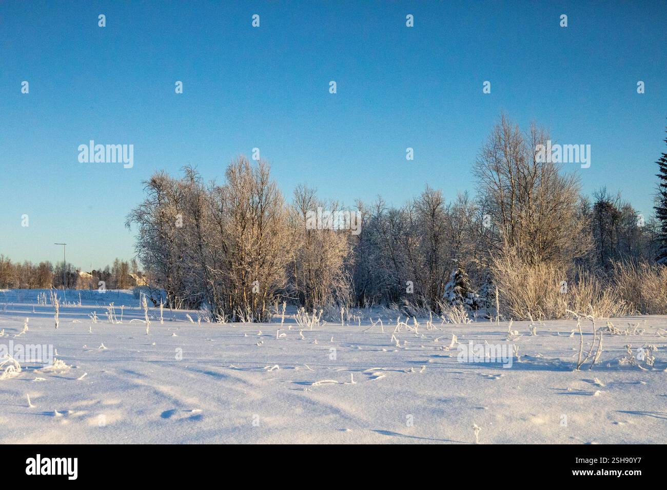 Paysage hivernal à Kiruna, Laponie, nord de la Suède. Photographié en janvier. Banque D'Images