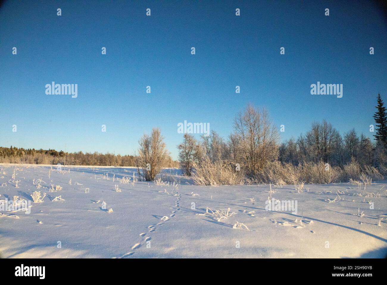 Paysage hivernal à Kiruna, Laponie, nord de la Suède. Photographié en janvier. Banque D'Images