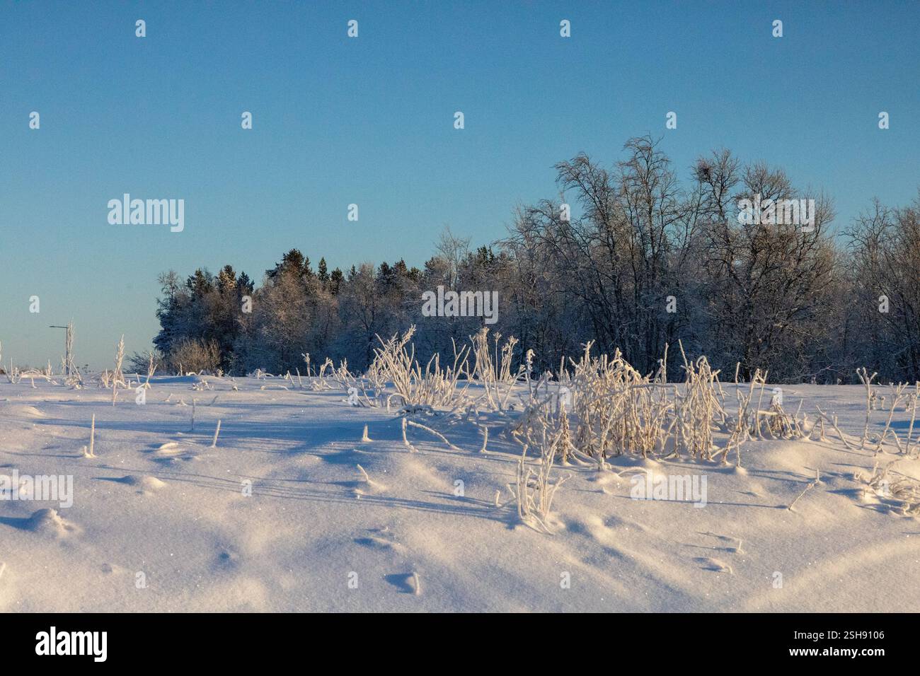 Paysage hivernal à Kiruna, Laponie, nord de la Suède. Photographié en janvier. Banque D'Images