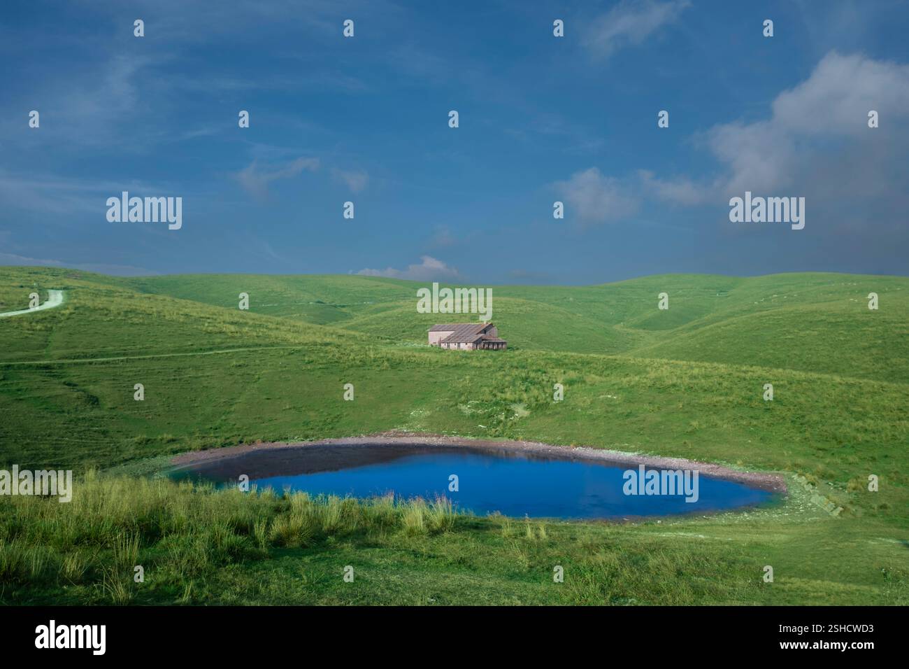 bassin de collecte d'eau de pluie pour les vaches de pâturage Banque D'Images