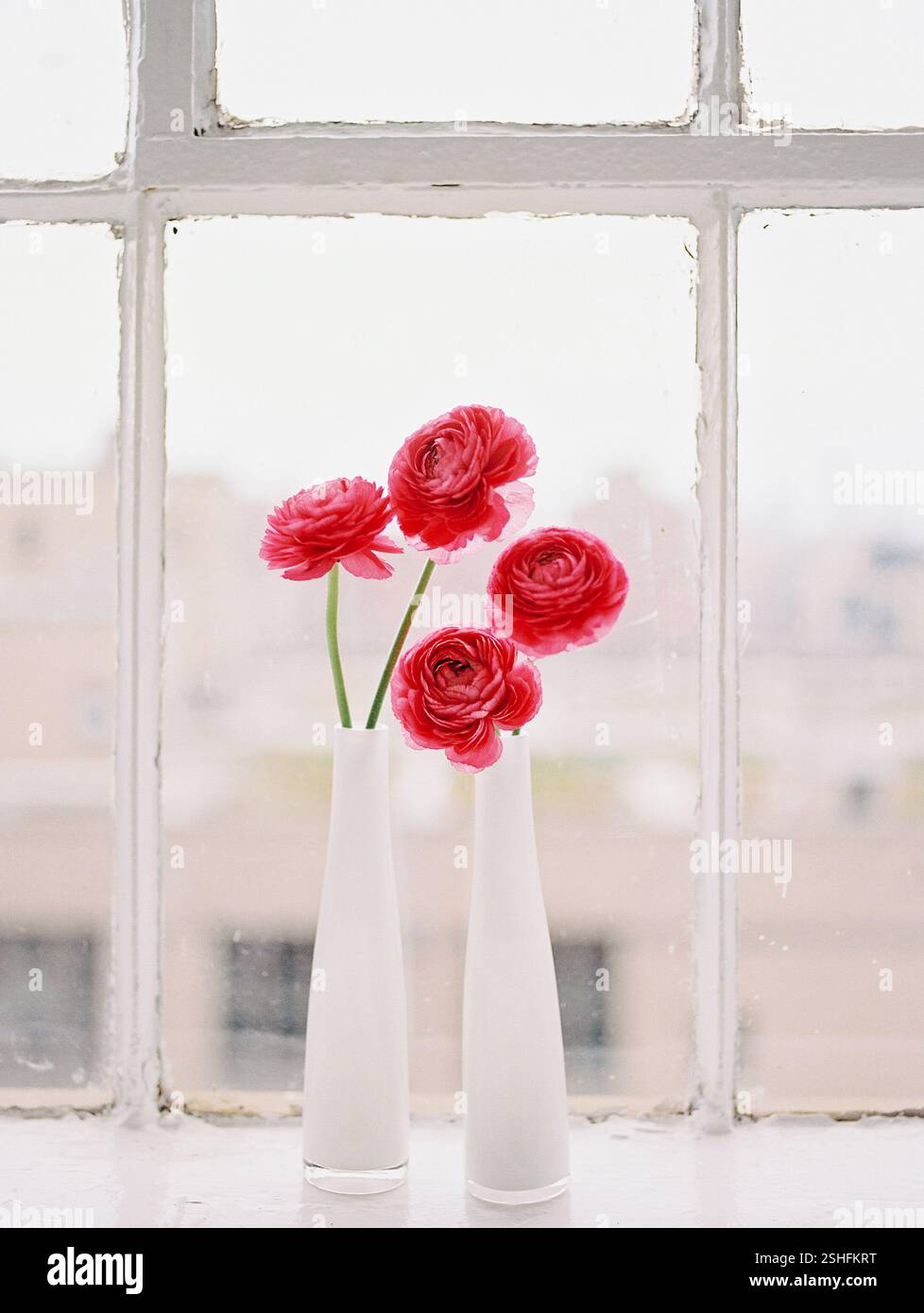 Quatre fleurs de ranoncule rose vif se dressent dans des vases blancs à côté d'une fenêtre lumineuse, capturant une atmosphère paisible. Banque D'Images