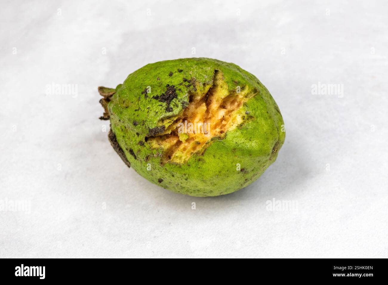 Les fruits de goyave verts non mûrs tombés, souvent mangés par les oiseaux, les chauves-souris et d'autres animaux, montrent les marques de leur consommation. Banque D'Images