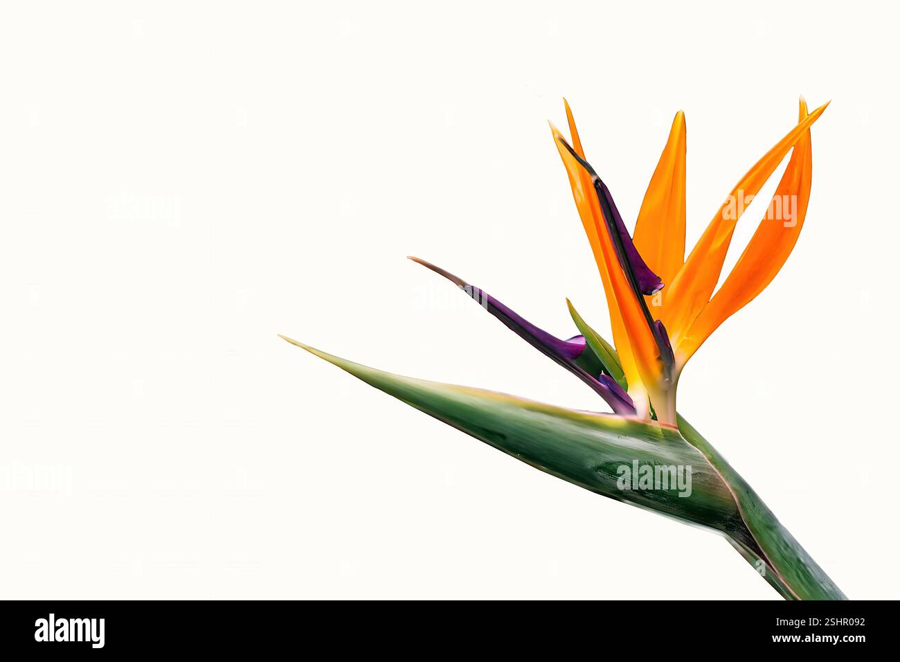 Une fleur d'oiseau de paradis vibrante avec des pétales orange et violet frappants, isolé sur un fond blanc, mettant en valeur sa beauté tropicale et son élégance. Banque D'Images