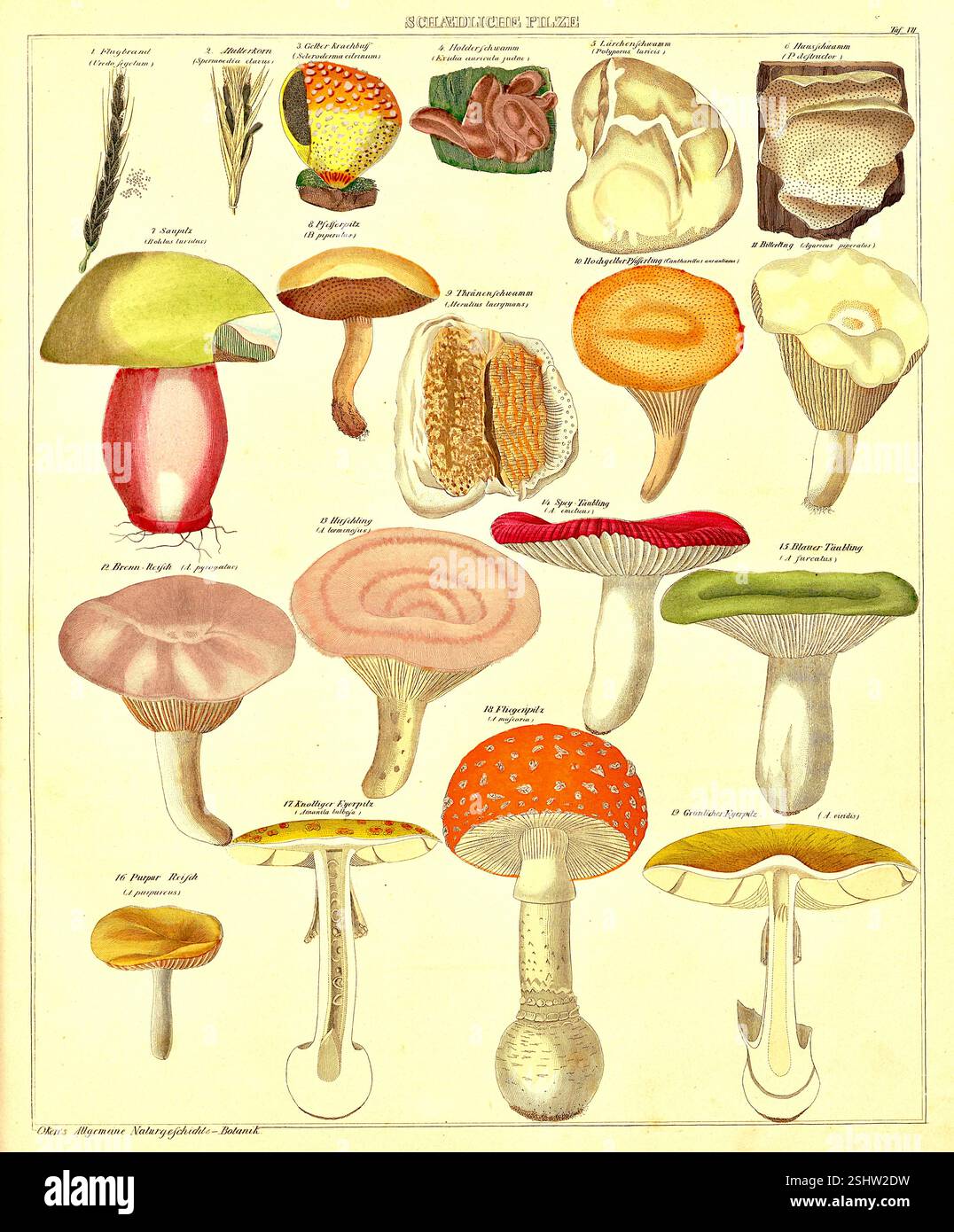Lorenz Oken - carte d'identification des champignons - 1846 Banque D'Images