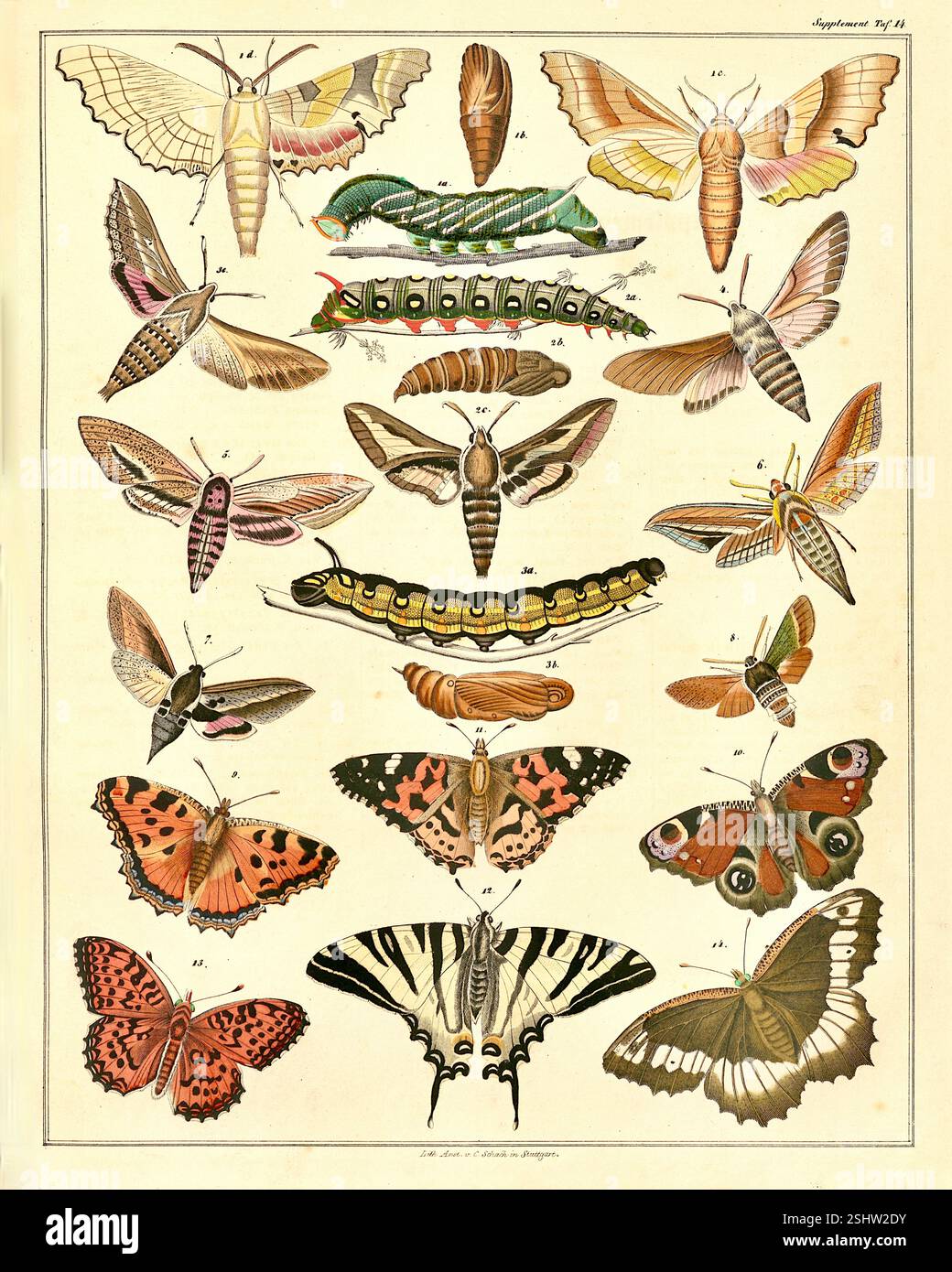 Lorenz Oken - carte d'identification des papillons - 1846 Banque D'Images