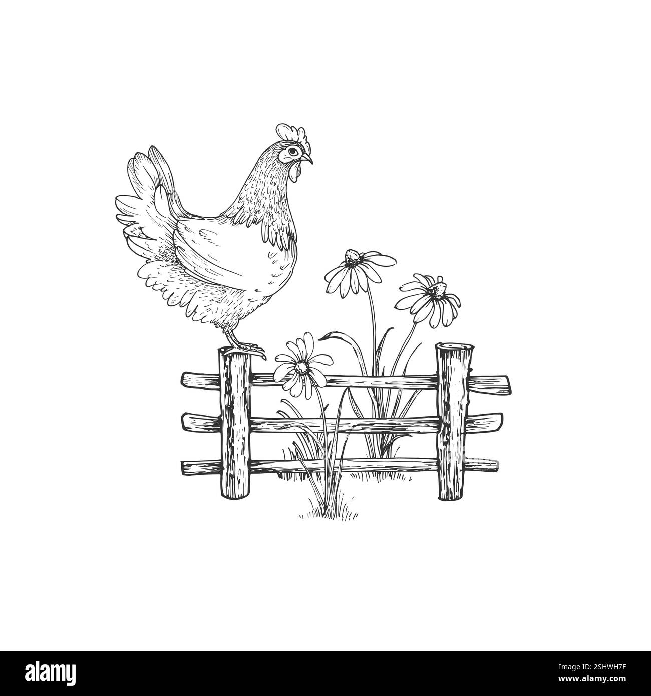 Poulet sur une clôture dans un jardin avant avec des fleurs de camomille. Illustration graphique vectorielle Illustration de Vecteur