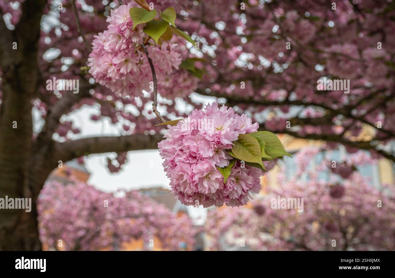 Prunus Kanzan Cherry Tree en pleine floraison en avril. Banque D'Images