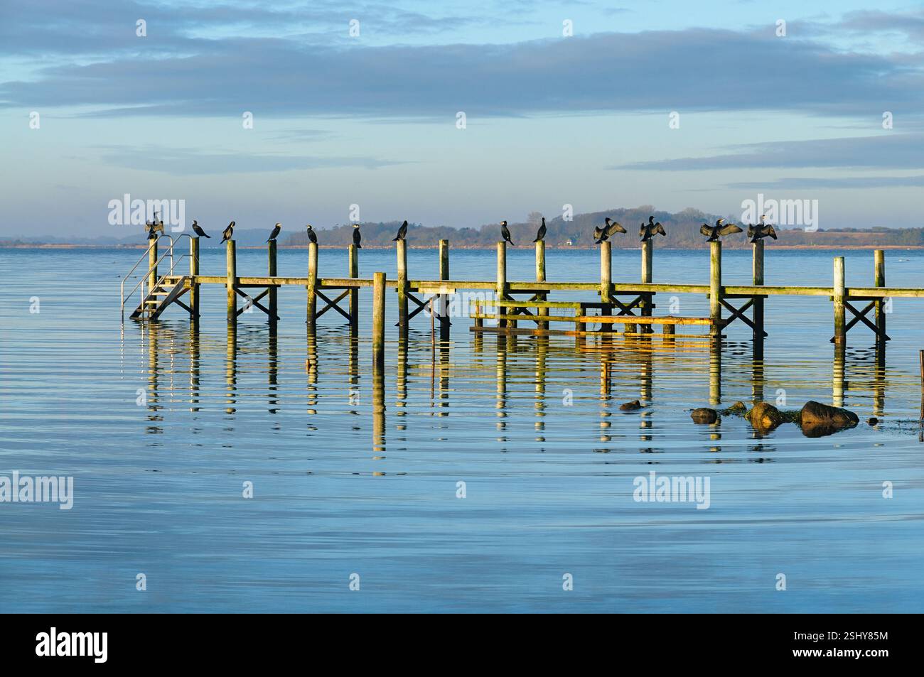 Des silhouettes d'oiseaux bordent les bords d'une jetée rustique, reflétant les ondulations paisibles de l'eau tandis que la lumière de l'aube peint le ciel. Banque D'Images
