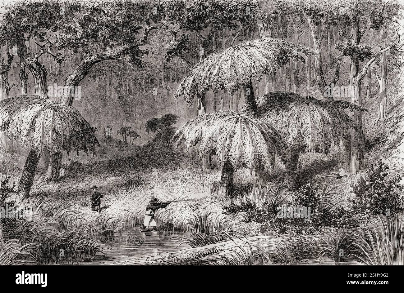 Chasse aux oiseaux lyrebirds parmi les fougères arboricoles, Australie, 19ème siècle. Extrait de souvenir d'un squatter Francais en Australie ou mémoire d'un squatter français en Australie par Hubert de Castella, 1825 - 1907. Swiss - écrivain australien, artiste et vigneron. En vedette dans le Tour du monde, publié en 1861. Banque D'Images Chasse aux oiseaux lyrebirds parmi les fougères arboricoles, Australie, 19ème siècle. Extrait de souvenir d'un squatter Francais en Australie ou mémoire d'un squatter français en Australie par Hubert de Castella, 1825 - 1907. Swiss - écrivain australien, artiste et vigneron. En vedette dans le Tour du monde, publié en 1861. Banque D'Images