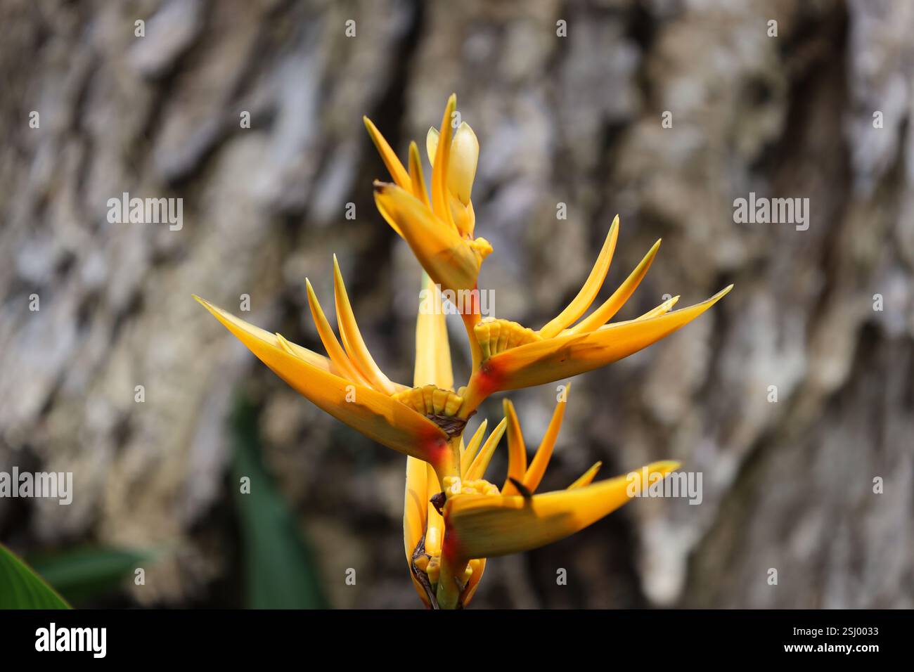 gros plan macro simple fleur jaune et rouge vif avec de nombreux points Banque D'Images