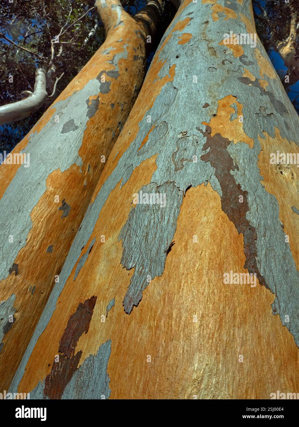 Eucalyptus dalrympleana Tree Cape Region Afrique du Sud Banque D'Images