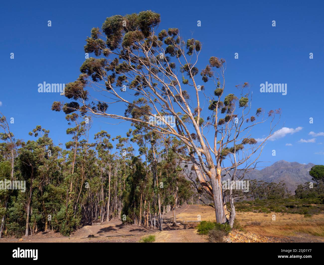 Eucalyptus dalrympleana Tree Cape Region Afrique du Sud Banque D'Images