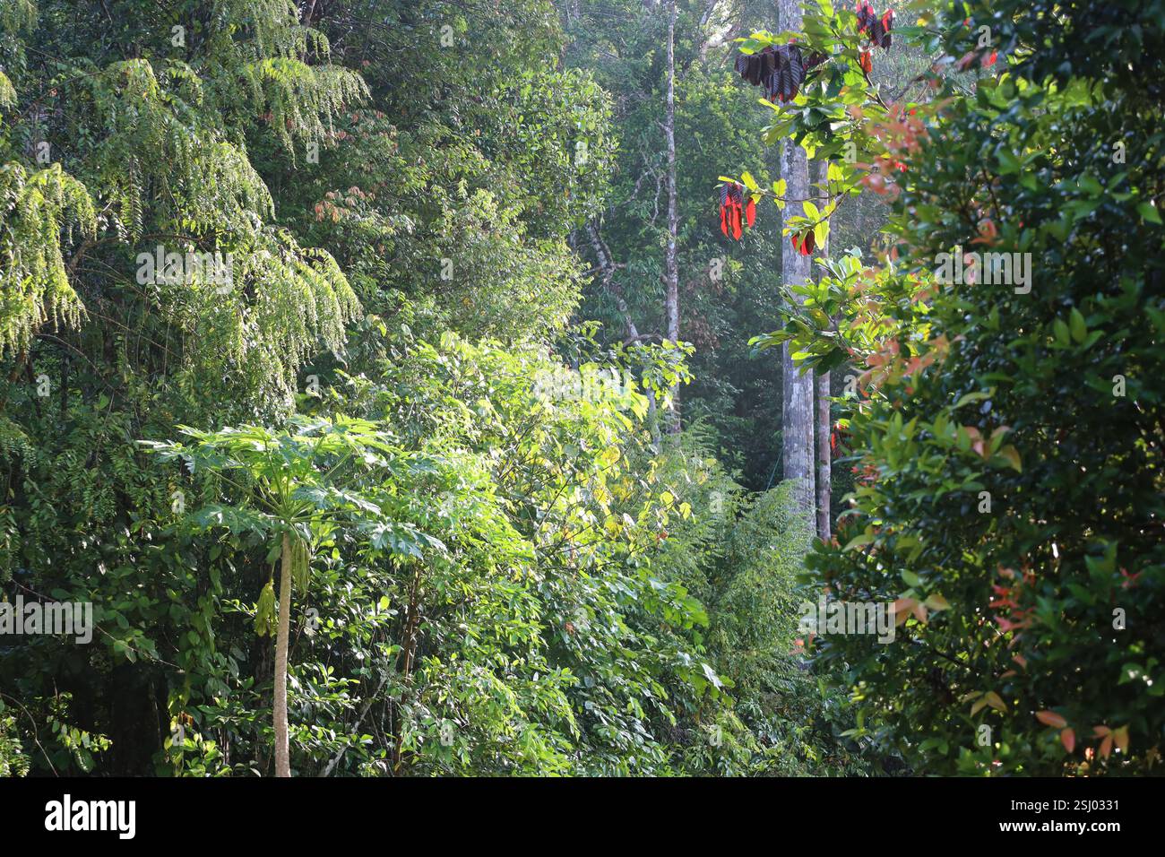 le soleil tôt le matin (lever du soleil) met en évidence des feuilles rouges sur une branche d'arbre au milieu d'une forêt tropicale verte dense (forêt tropicale humide) Banque D'Images