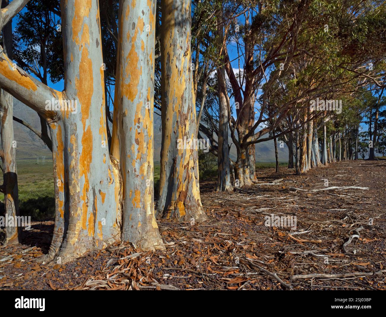 Eucalyptus dalrympleana Tree Cape Region Afrique du Sud Banque D'Images