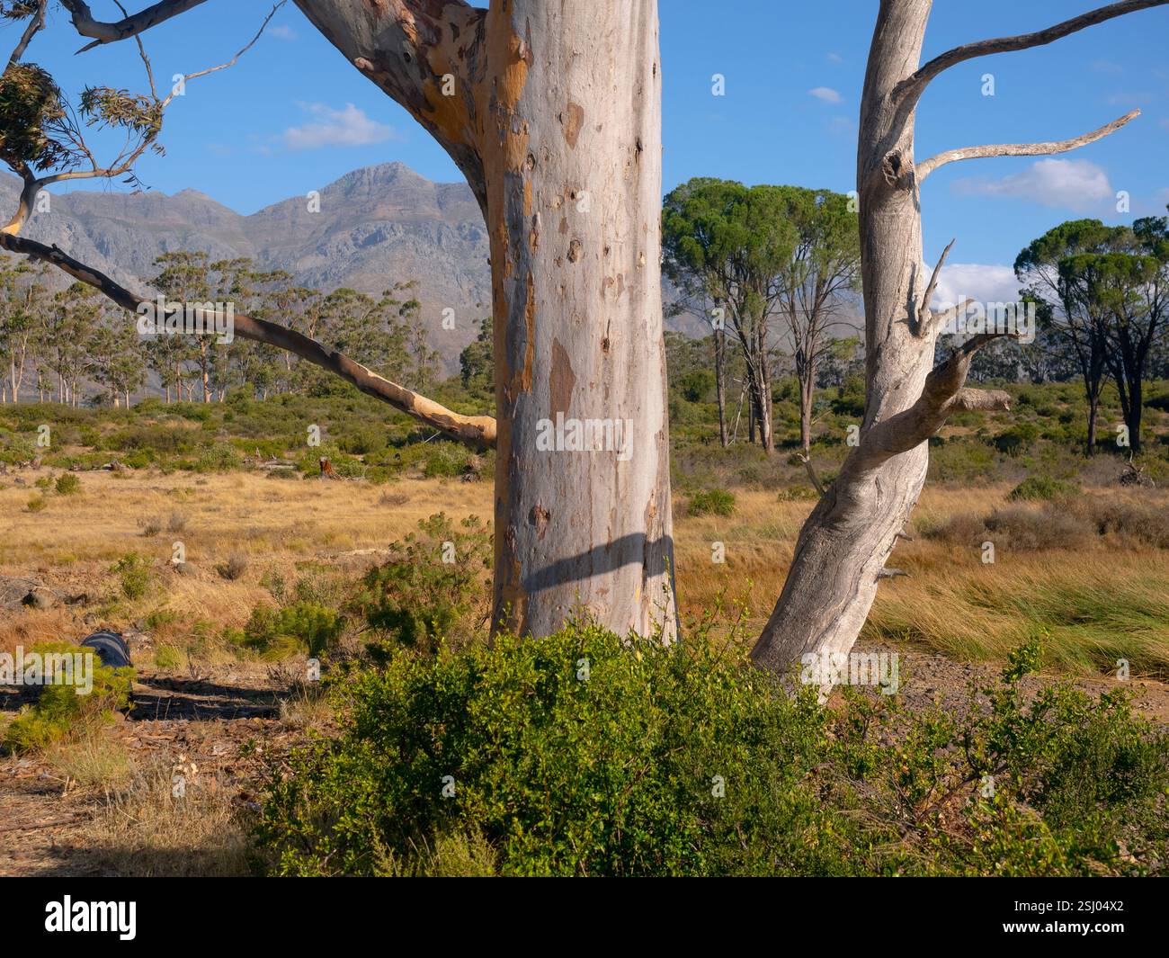 Eucalyptus dalrympleana Tree Cape Region Afrique du Sud Banque D'Images