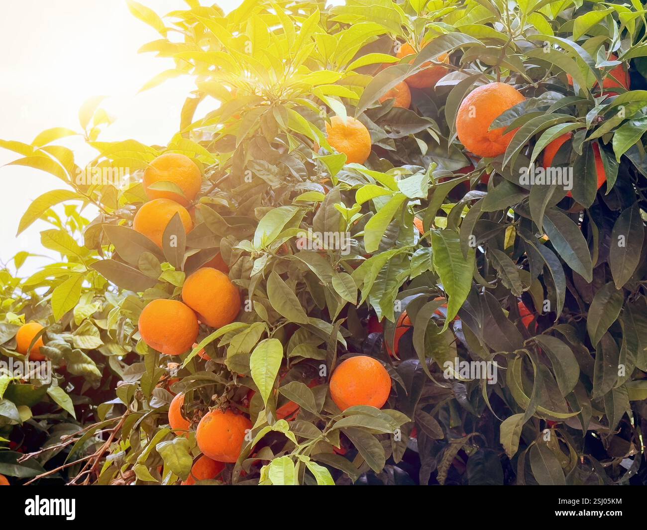 Oranges mûres organiques sur l'arbre. Orange douce sur la Côte d'Azur, sud de la France sur la Méditerranée. Banque D'Images Oranges mûres organiques sur l'arbre. Orange douce sur la Côte d'Azur, sud de la France sur la Méditerranée. Banque D'Images