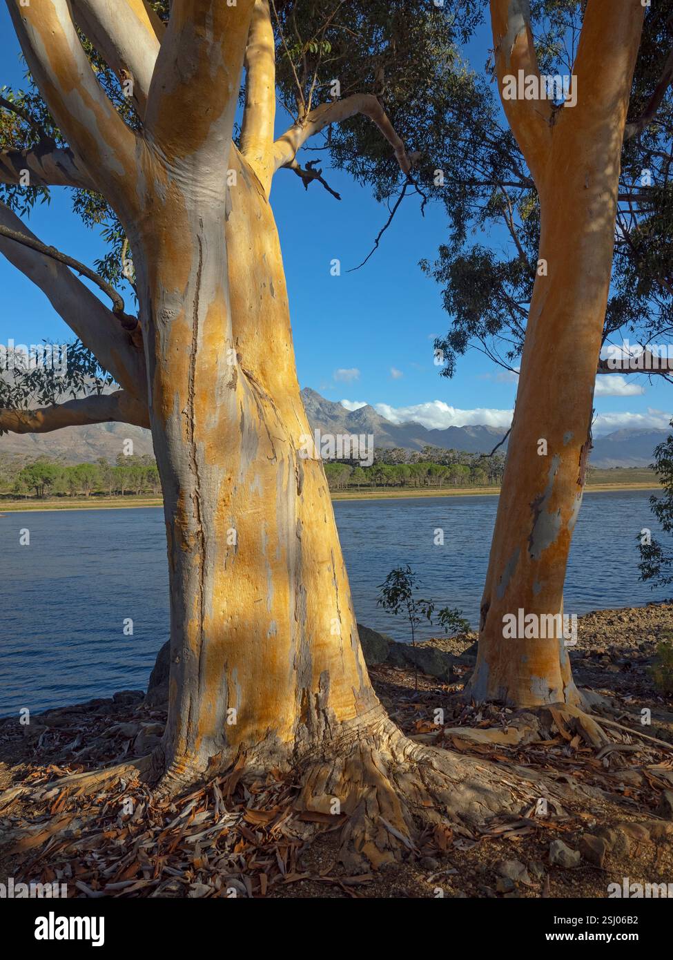 Eucalyptus dalrympleana Tree Cape Region Afrique du Sud Banque D'Images