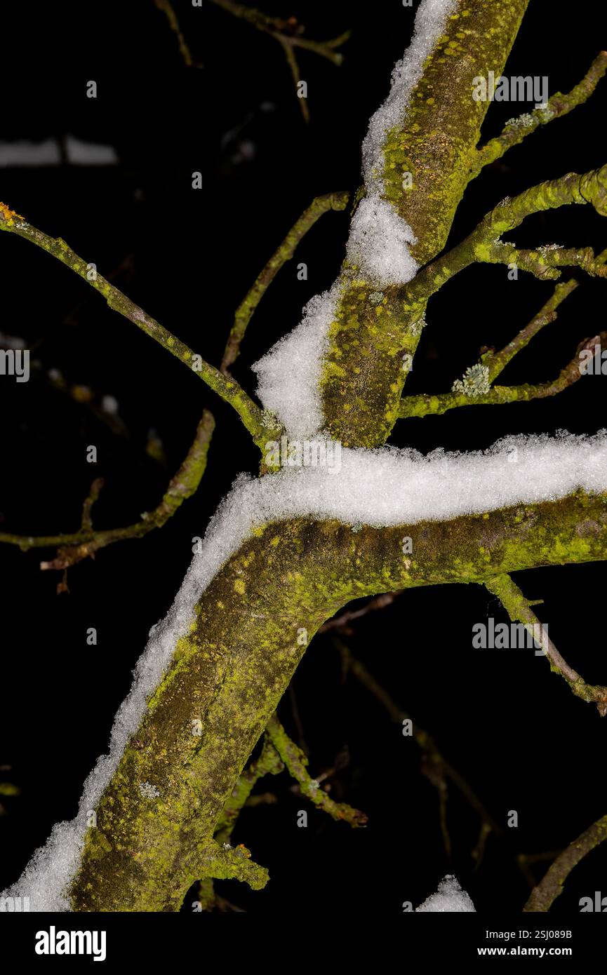 nuit d'hiver dans le verger de fruits - nuit d'hiver dans le verger de fruits, hiver dans le jardin en gros plans Banque D'Images