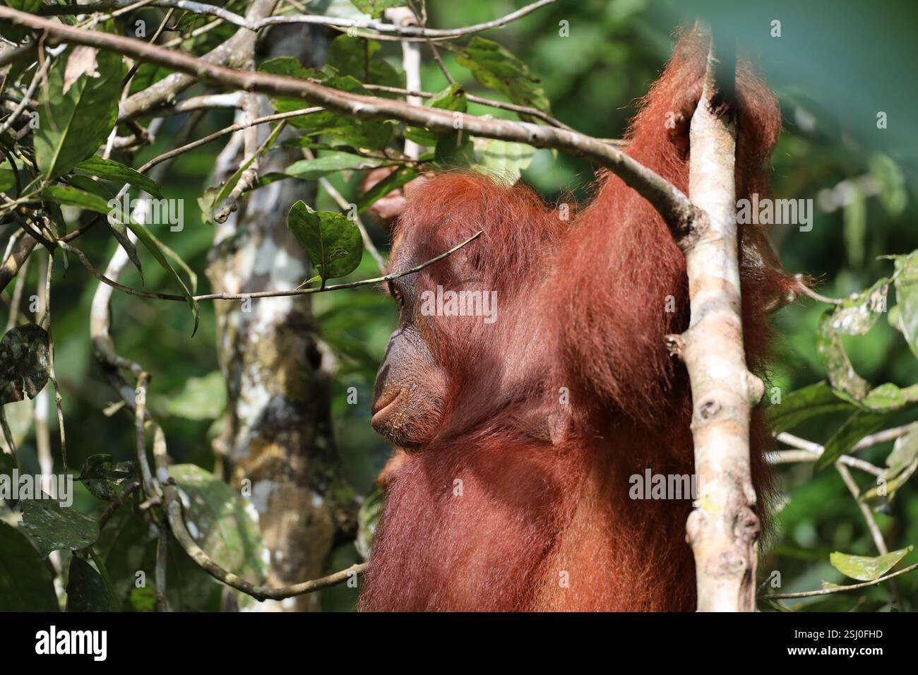 Gros plan adulte femelle orang-outan (orang-outan) dans le soleil matinal lumineux dans la forêt tropicale dense de Bornéo (forêt tropicale) Banque D'Images
