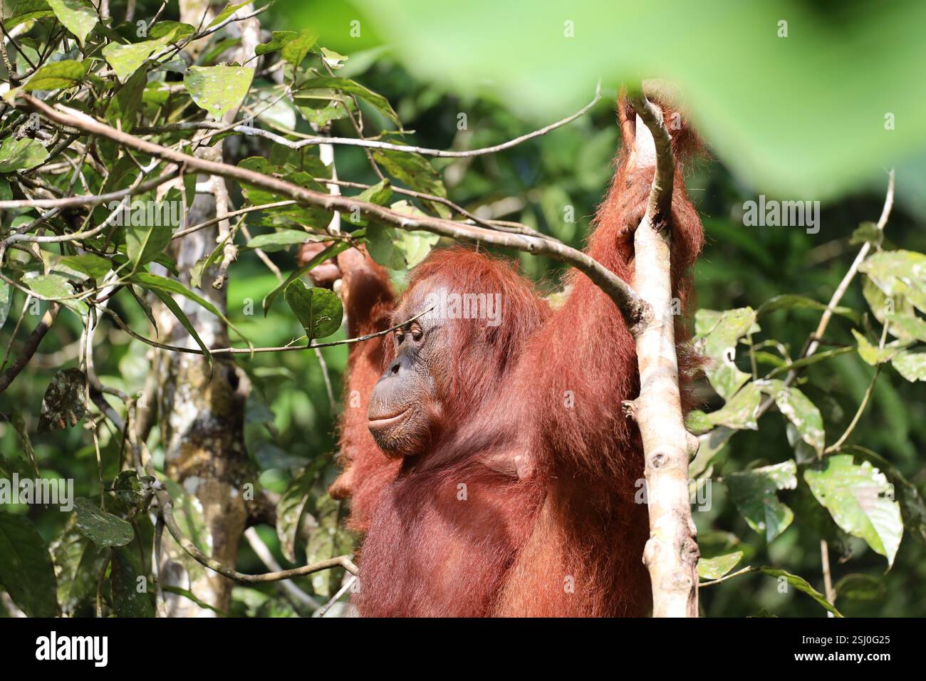 Orang-outan femelle adulte (orang-outan) traînant dans le soleil matinal lumineux dans la forêt tropicale dense de Bornéo (forêt tropicale) Banque D'Images
