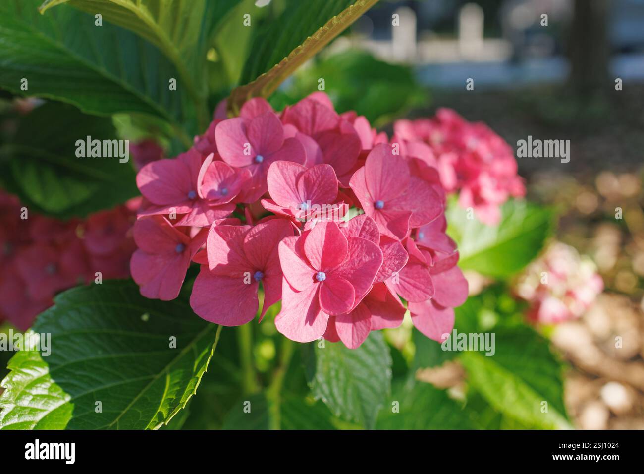 Images du Japon - Hydrangea, la fleur Ajisai en pleine floraison Banque D'Images