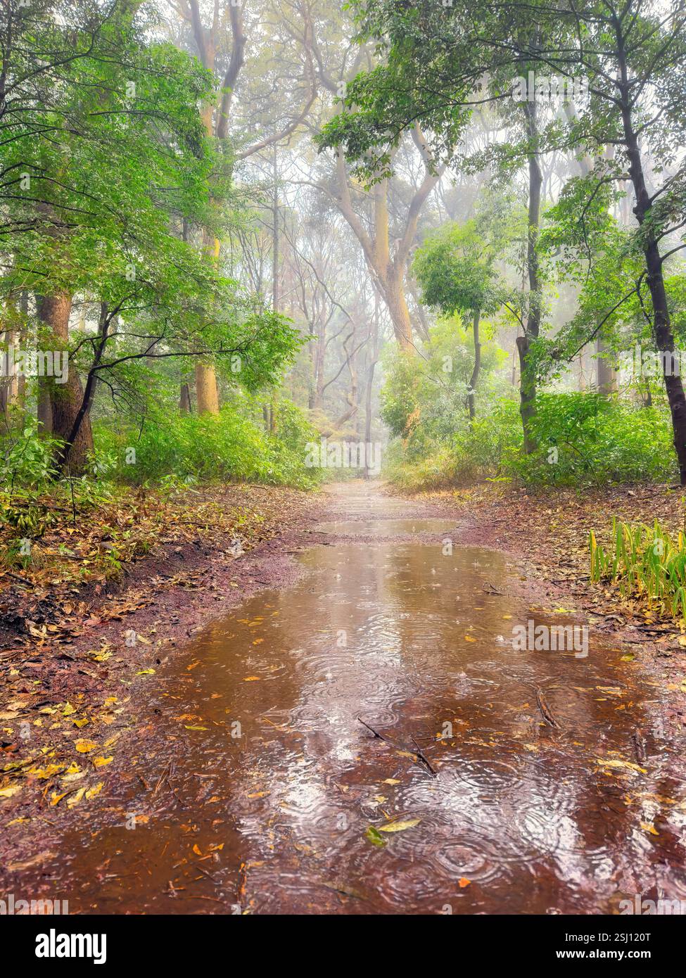 Un jour de pluie au Tokyo Meiji Park, Japon. Flaques géantes sur un chemin à travers une forêt enchantée à feuilles persistantes. - Image de stock capturée avec un smartphone