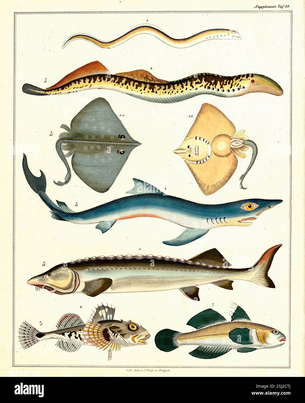 Lorenz Oken - naturaliste, botaniste, biologiste et ornithologue allemand - carte d'identification des poissons - 1846 Banque D'Images