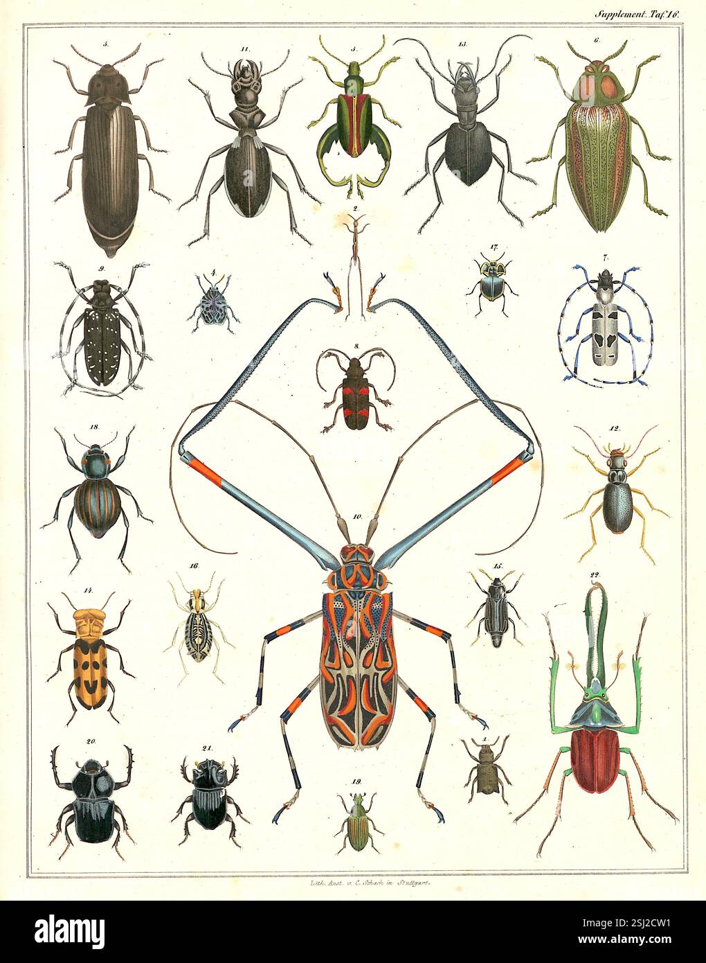 Lorenz Oken - naturaliste, botaniste, biologiste et ornithologue allemand - carte d'identification des insectes - 1846 Banque D'Images
