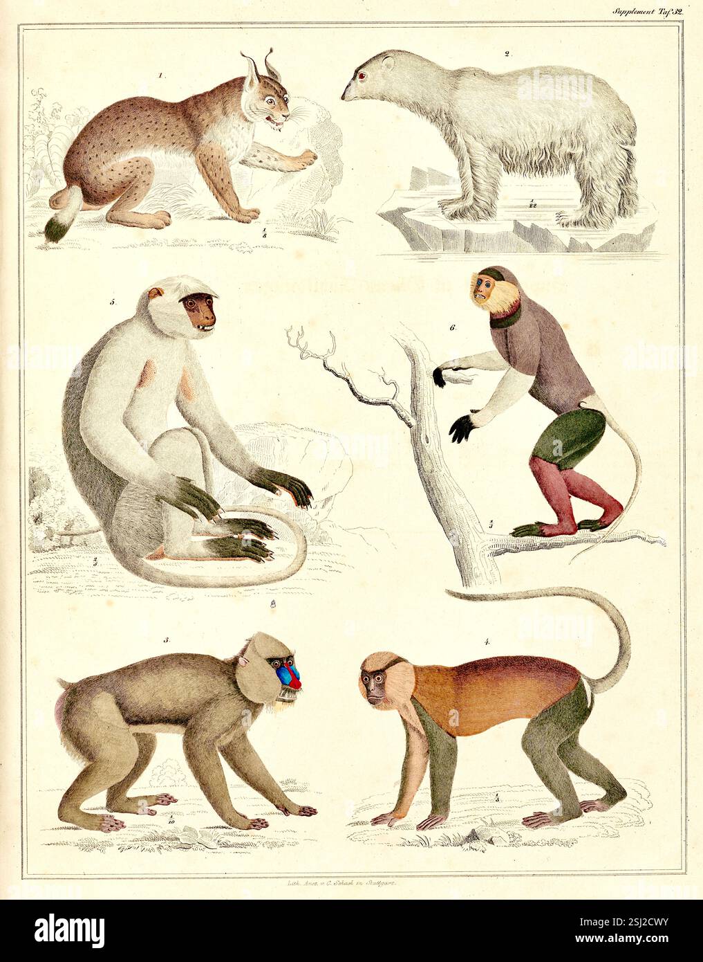 Lorenz Oken - naturaliste, botaniste, biologiste et ornithologue allemand - carte d'identification des mammifères - 1946 Banque D'Images