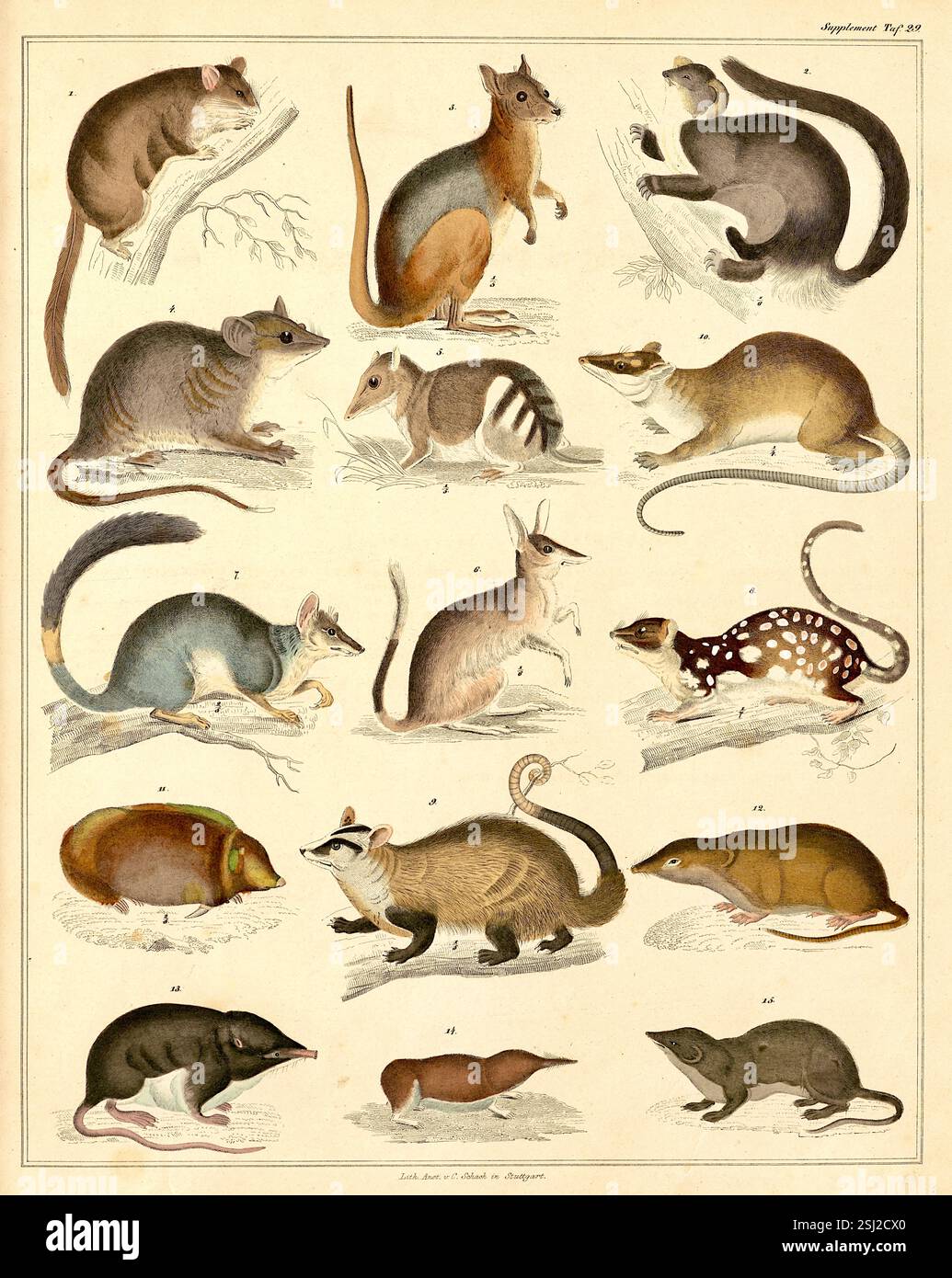 Lorenz Oken - naturaliste, botaniste, biologiste et ornithologue allemand - carte d'identification des petits mammifères - 1846 Banque D'Images