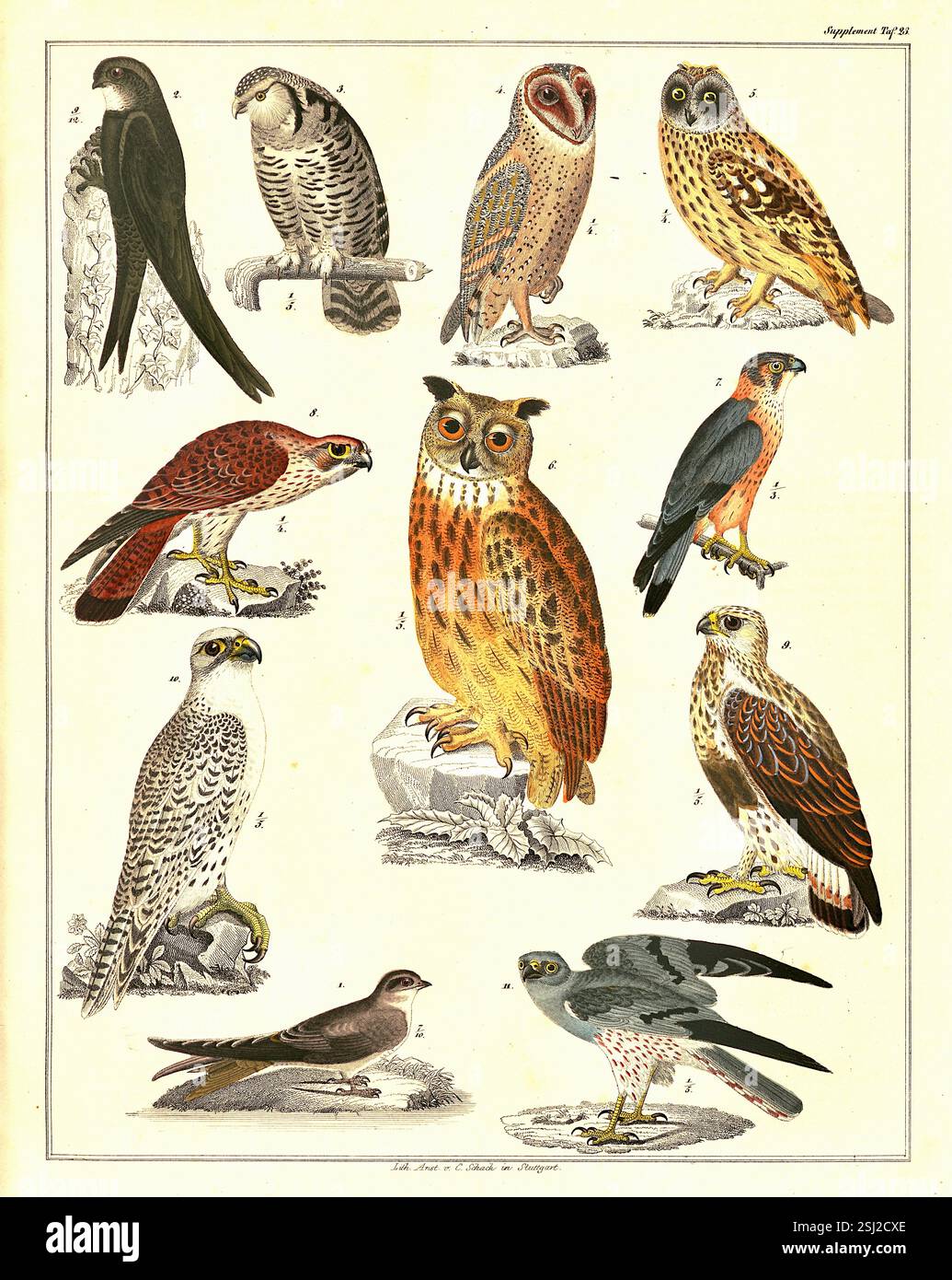 Lorenz Oken - naturaliste allemand, botaniste, biologiste et ornithologue - carte d'identification des oiseaux de proie - 1846 Banque D'Images