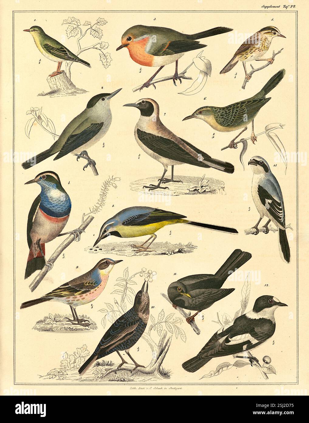 Lorenz Oken - naturaliste, botaniste, biologiste et ornithologue allemand - carte d'identification des oiseaux - 1846 Banque D'Images