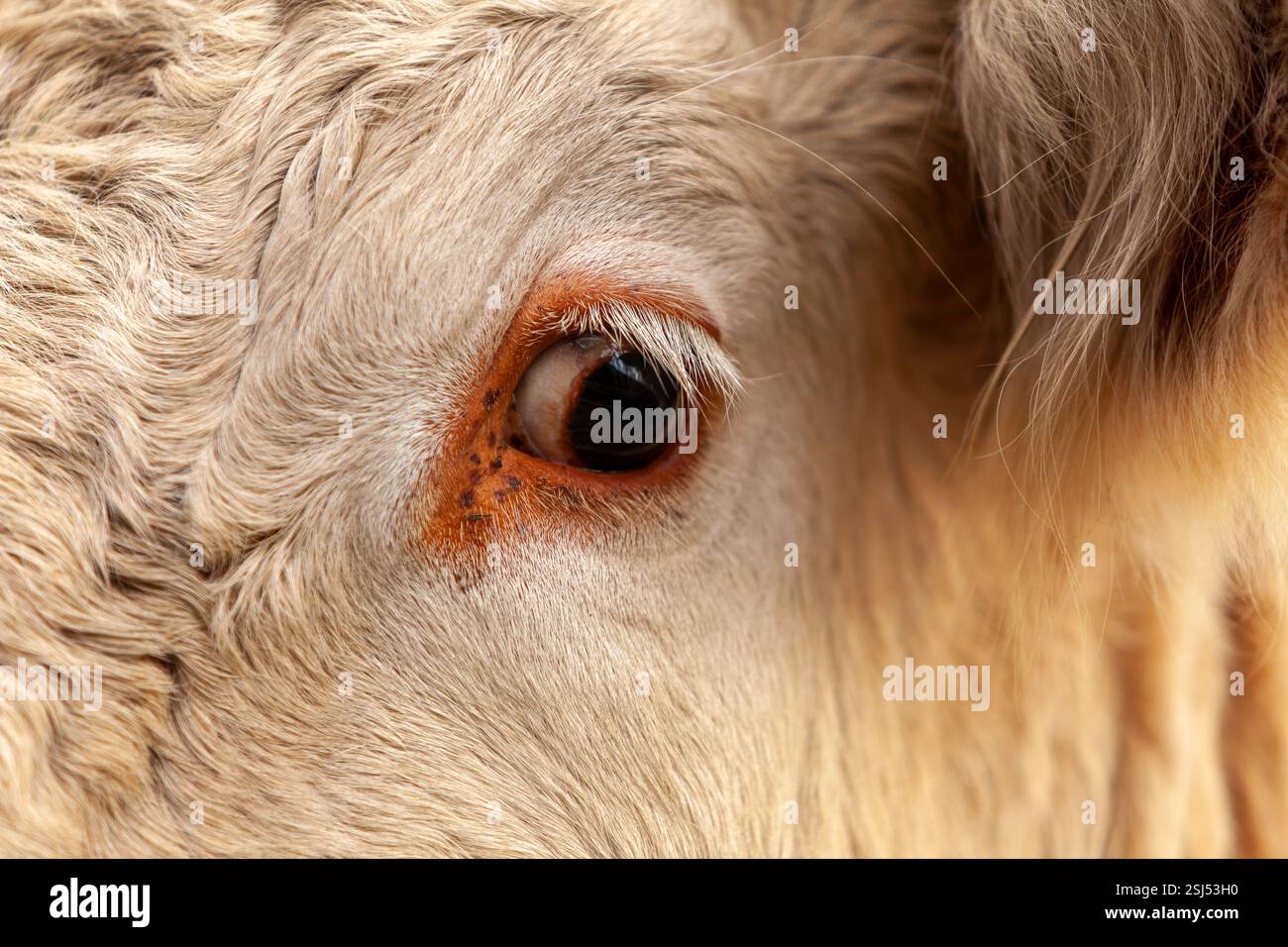 Beau gros plan de l’œil d’une vache charolaise blanche avec une douce lumière naturelle dans une grange. Banque D'Images