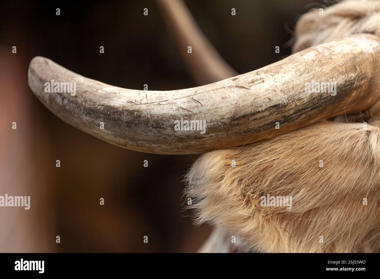 Gros plan de la corne d’une vache charolaise avec des textures et des détails naturels dans un cadre de ferme rurale. Banque D'Images