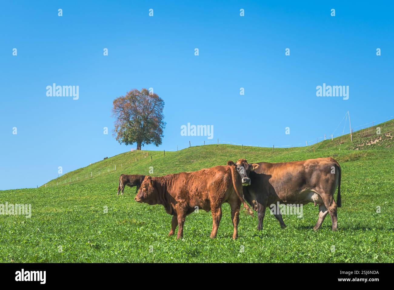 Vaches brunes pâturant sur une prairie dans un paysage vallonné, avec un grand arbre en arrière-plan, Ennetbuehl, Toggenburg, Canton de tous Gallen, Suisse Banque D'Images