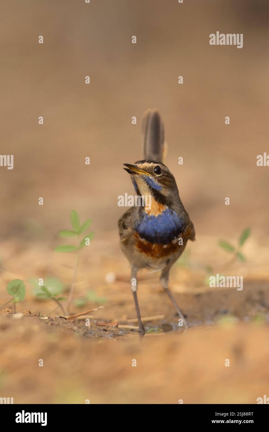 Bluethroat mâle (Luscinia svecica) مسهر sur le sol hivernant dans le désert du Néguev, Israël photographié en novembre Banque D'Images