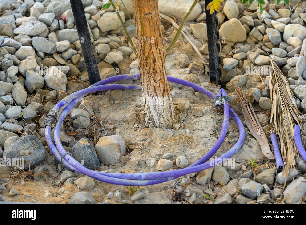 Irrigation du désert utilisation d'un système d'irrigation goutte à goutte pour contrôler l'approvisionnement en eau à l'endroit requis et la quantité photographiée au se mort Banque D'Images