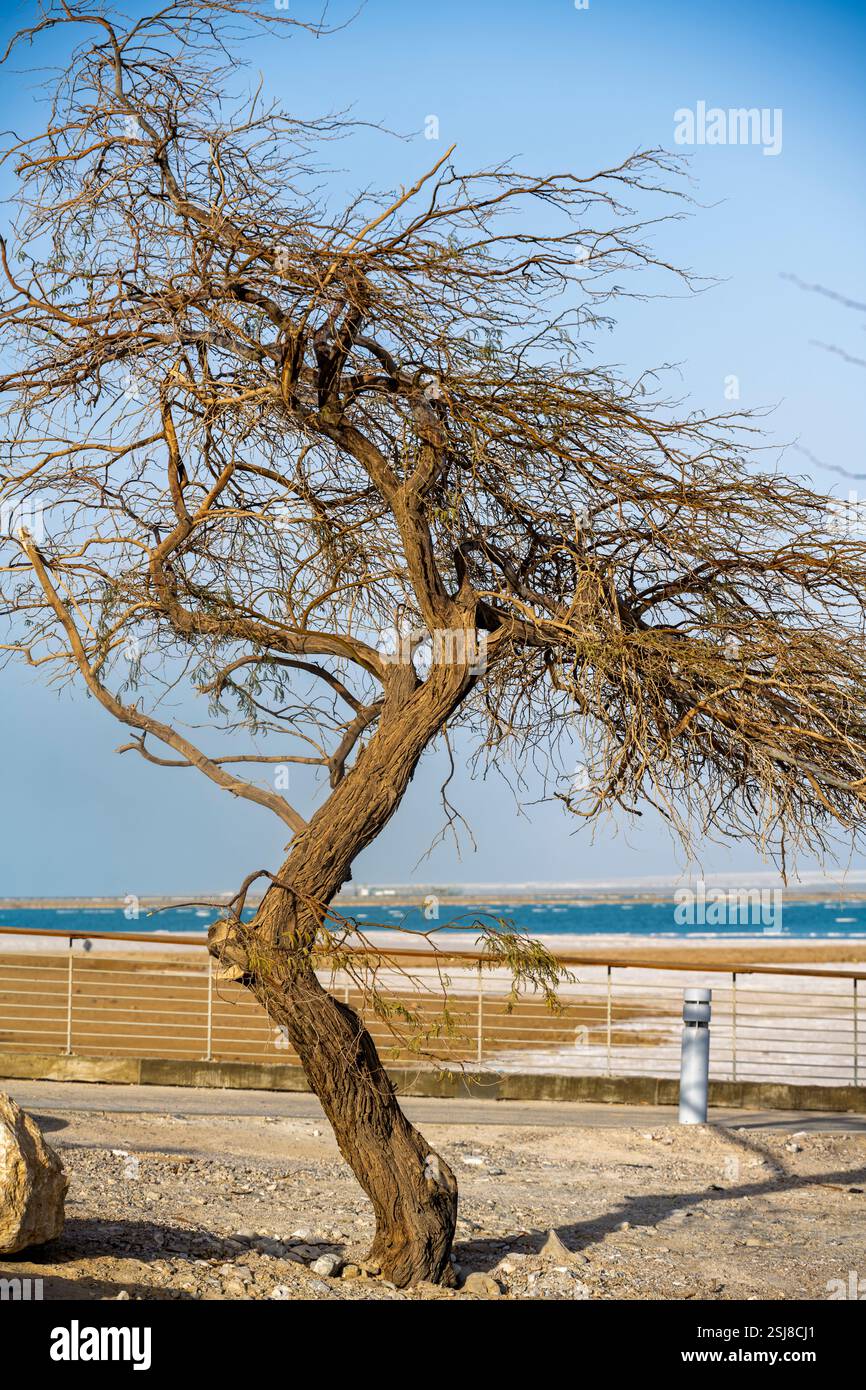 Arbre sec mort dans le désert photographié à la mer morte, Israël Banque D'Images