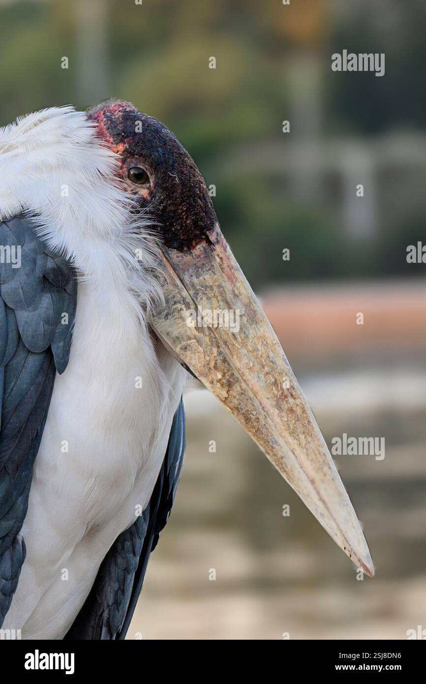 La cigogne marabou (Leptoptilos crumenifer) est un grand échassier de la famille des cigognes Ciconiidae originaire d'Afrique subsaharienne. Il se reproduit dans les deux mouillés A. Banque D'Images