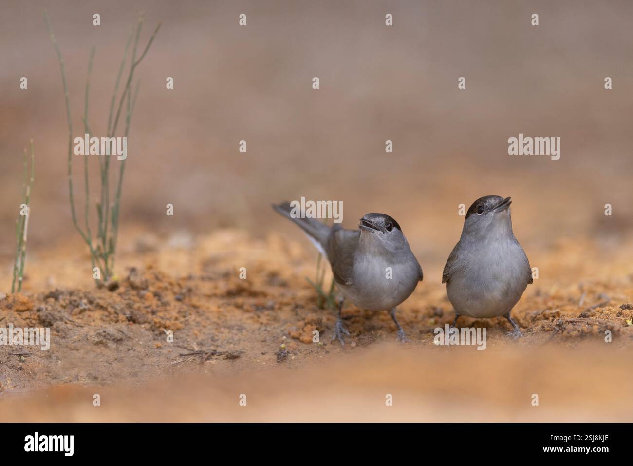 Tête noire eurasienne mâle et femelle (Sylvia atricapilla) au sol, près de l'eau photographiée en Israël en octobre Banque D'Images
