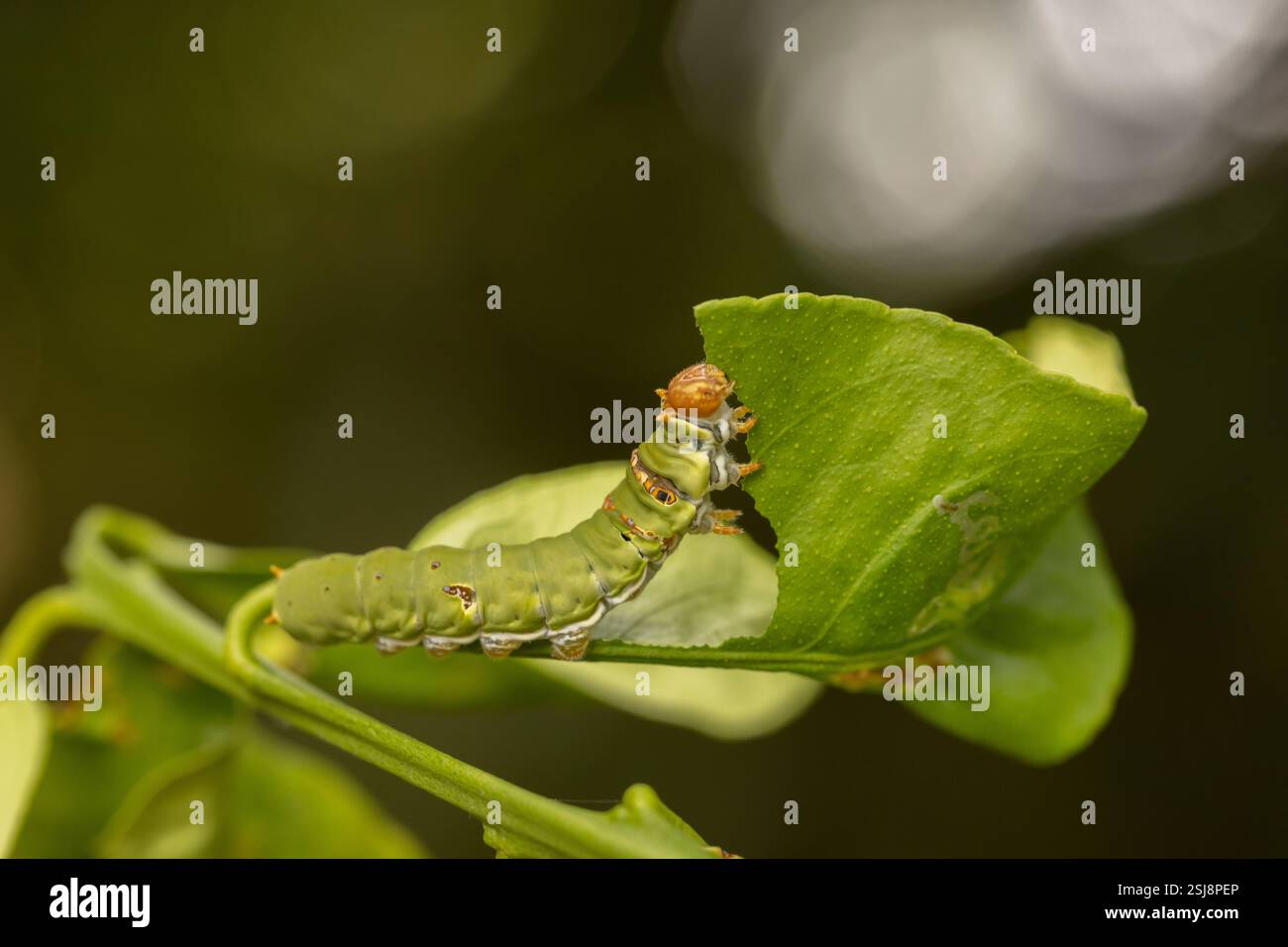 Chenille de papillons papilio demoleus à queue-d'araignée. Le papillon est également connu sous le nom de papillon de citron vert, papillon de citron, queue d'aronde de citron vert et cheque Banque D'Images