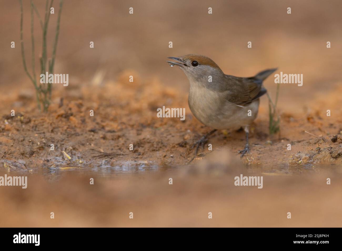 Femelle eurasienne Blackcap (Sylvia atricapilla) au sol, près de l'eau photographiée en Israël en octobre Banque D'Images