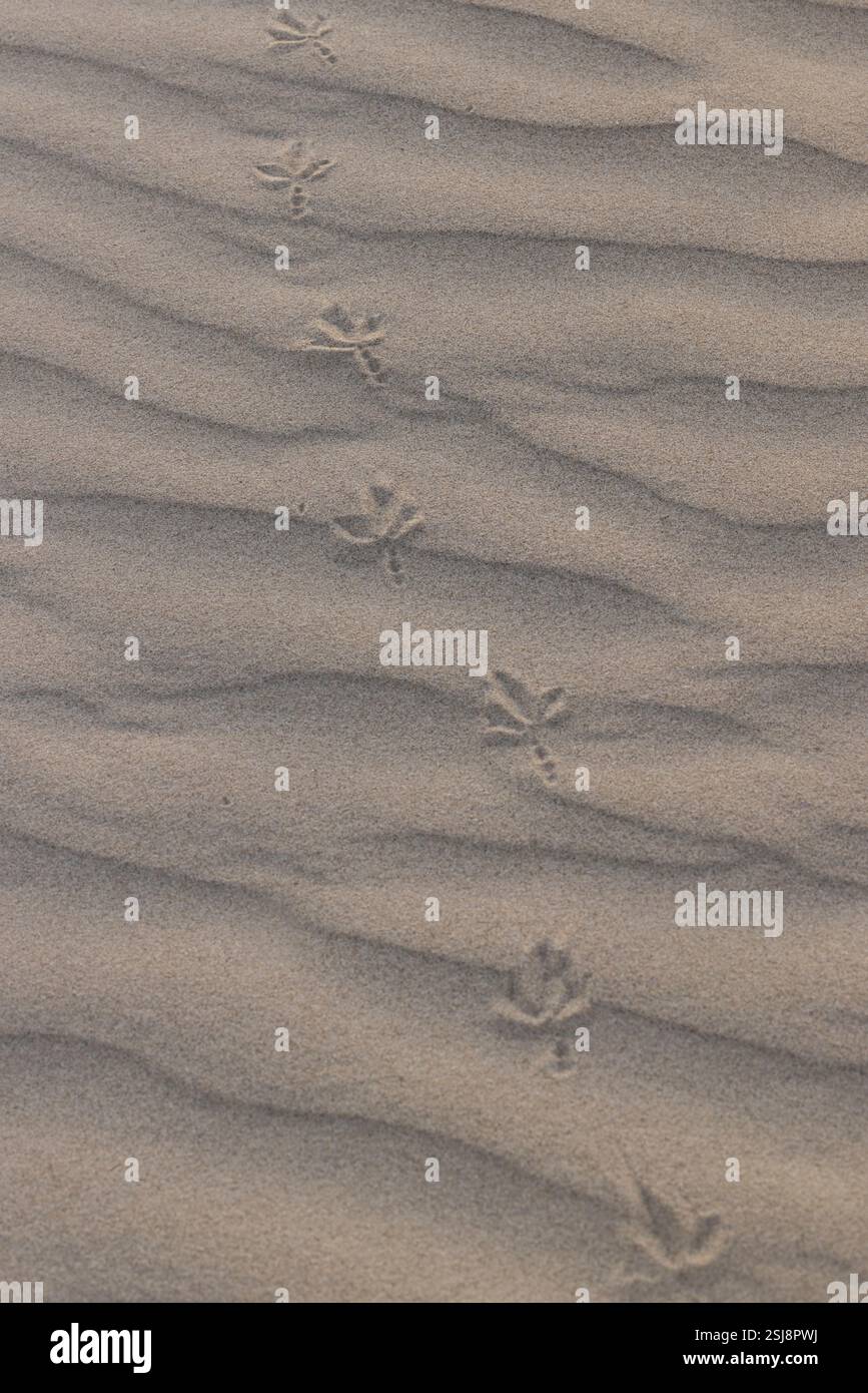Sentier d'empreinte d'oiseau dans le sable photographié en Israël août Banque D'Images