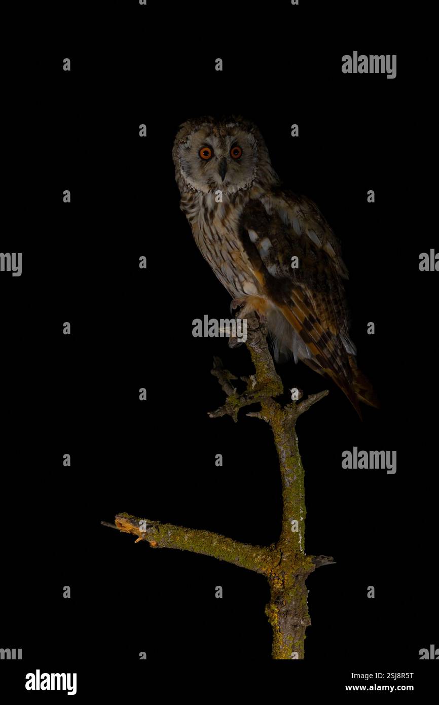 Chouette à longues oreilles (Asio otus) بومة أذناء perchée sur un arbre. Ce hibou habite les bois près de la campagne dans tout l'hémisphère nord. C'est strict Banque D'Images