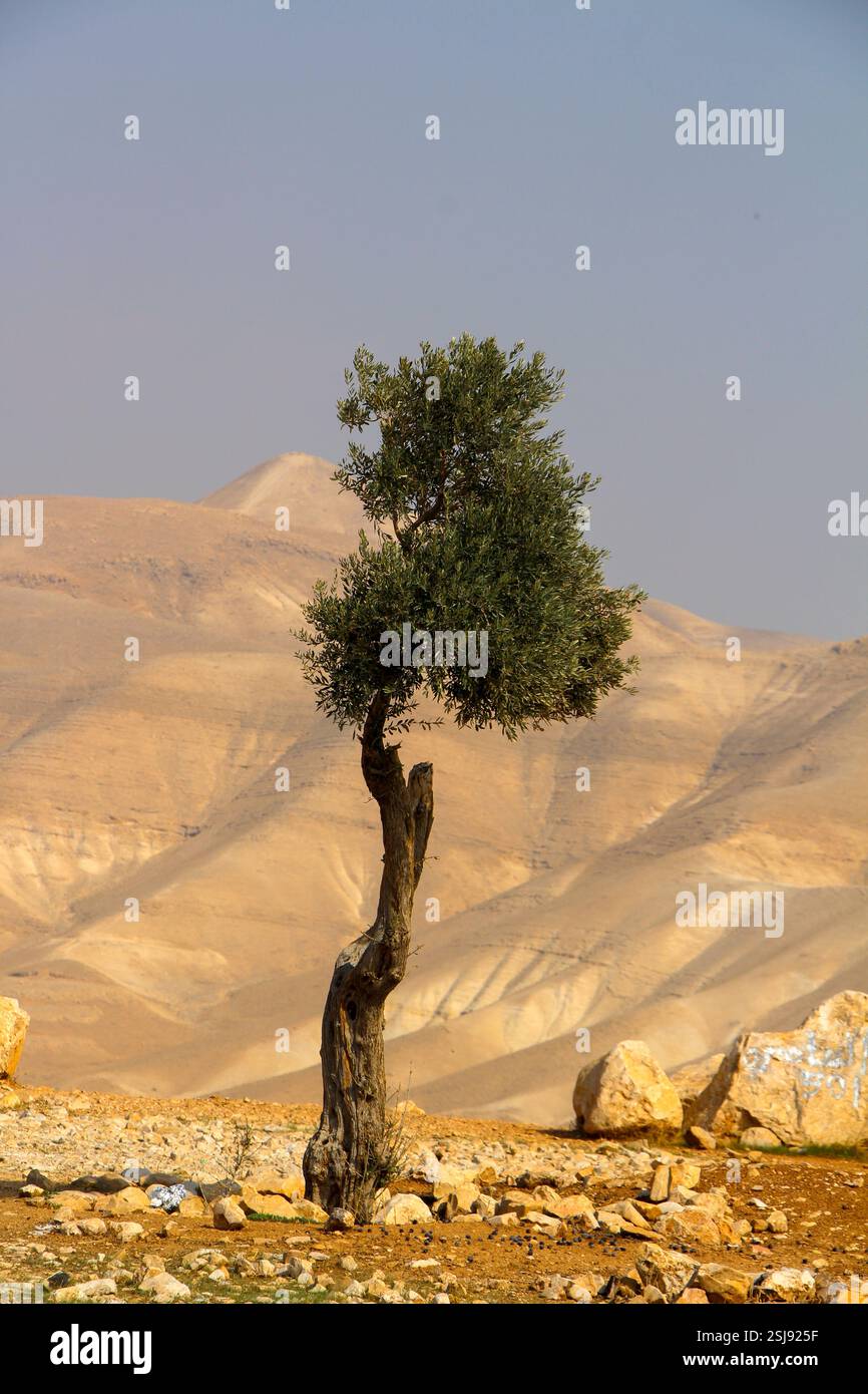 Agriculture ajustée par le désert un olivier déchiré et souffrant dans le désert aride photographié dans le désert du Néguev, en Israël Banque D'Images