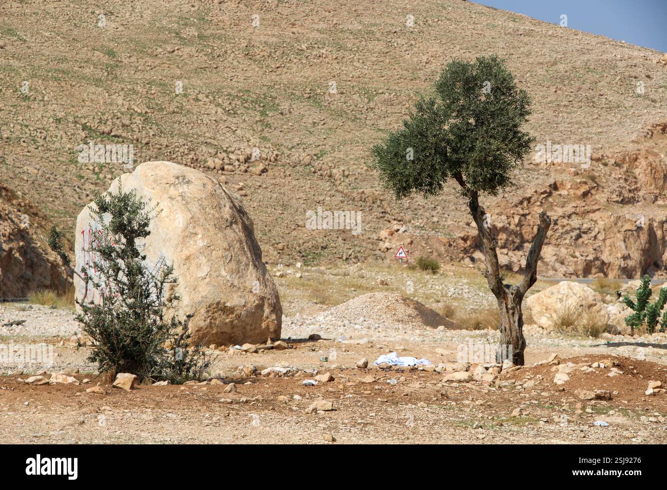 Agriculture ajustée par le désert un olivier déchiré et souffrant dans le désert aride photographié dans le désert du Néguev, en Israël Banque D'Images